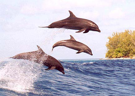 je kiff les dauphin